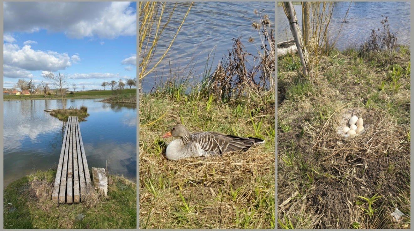 Unser Golfpark – Ein kleines Ökosystem